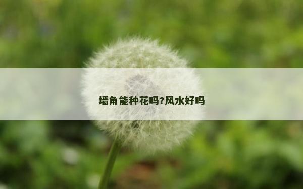 墻角能種花嗎?風水好嗎