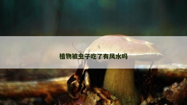 植物被蟲子吃了有風(fēng)水嗎