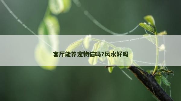 客廳能養(yǎng)寵物貓嗎?風(fēng)水好嗎