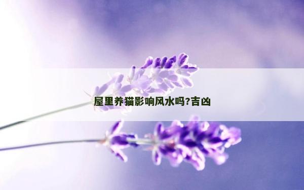 屋里養貓影響風水嗎?吉兇