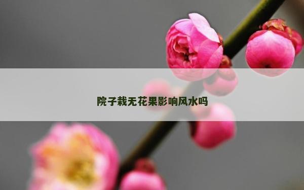 院子栽無花果影響風水嗎