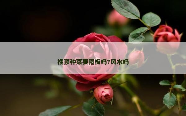樓頂種菜要隔板嗎?風水嗎