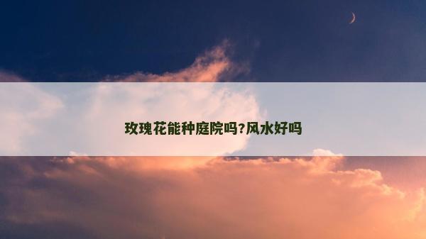 玫瑰花能種庭院嗎?風水好嗎