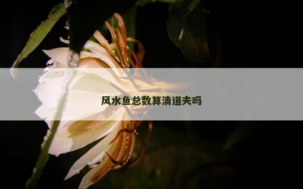 風(fēng)水魚總數(shù)算清道夫嗎
