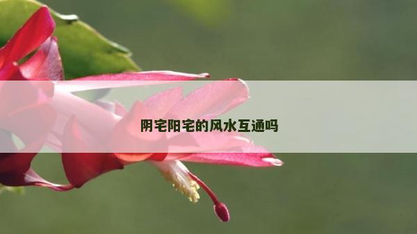 陰宅陽宅的風水互通嗎 陰宅陽宅的風水互通嗎