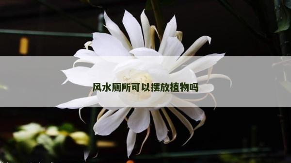 風水廁所可以擺放植物嗎