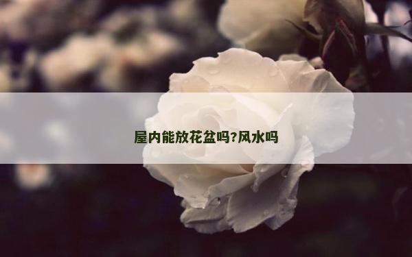屋內(nèi)能放花盆嗎?風(fēng)水嗎