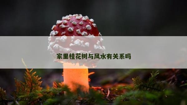 家里桂花樹與風水有關系嗎 家里桂花樹與風水有關系嗎