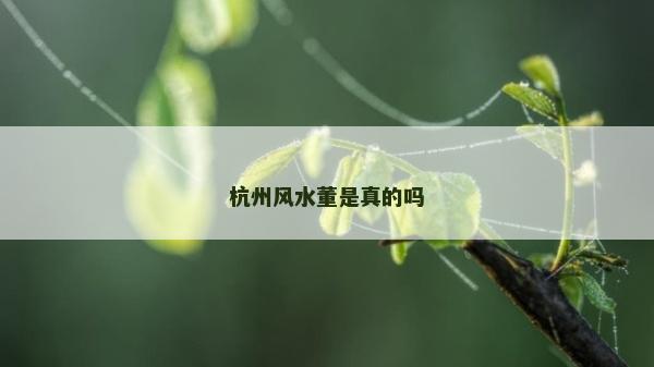 杭州風(fēng)水董是真的嗎