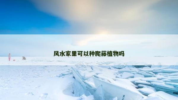 風水家里可以種爬藤植物嗎