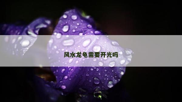 風水龍龜需要開光嗎 風水龍龜需要開光嗎
