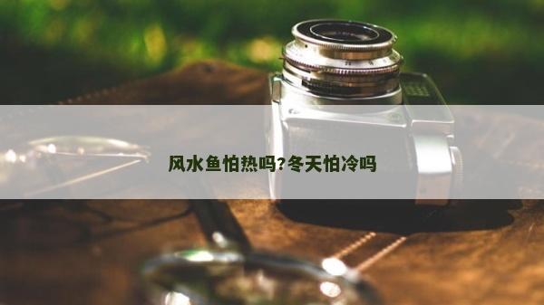 風水魚怕熱嗎?冬天怕冷嗎
