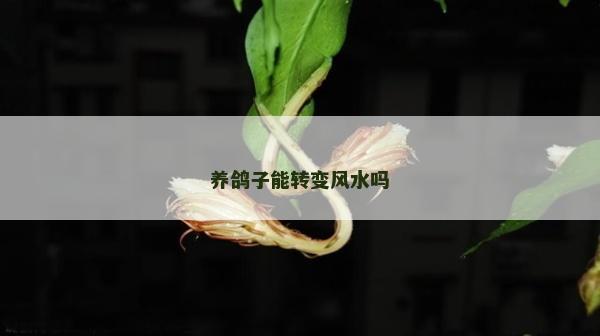 養鴿子能轉變風水嗎