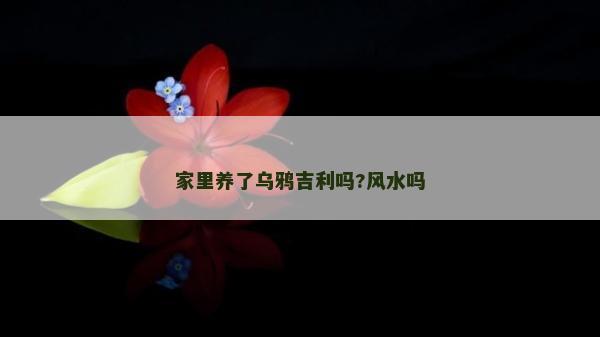 家里養了烏鴉吉利嗎?風水嗎