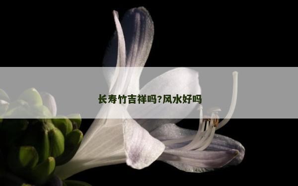 長壽竹吉祥嗎?風水好嗎