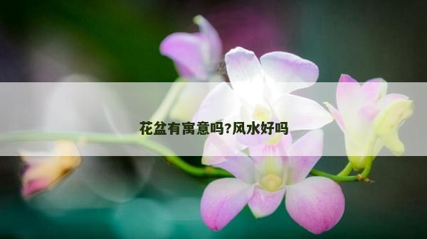 花盆有寓意嗎?風(fēng)水好嗎