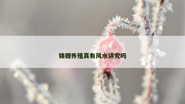 錦鯉養(yǎng)殖真有風(fēng)水講究嗎