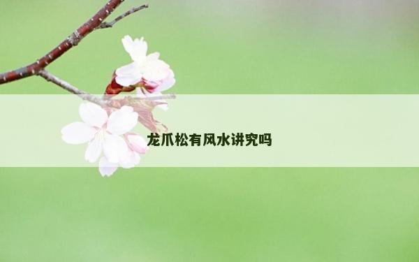 龍爪松有風水講究嗎