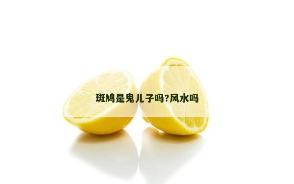 斑鳩是鬼兒子嗎?風(fēng)水嗎
