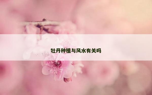 牡丹種植與風水有關嗎