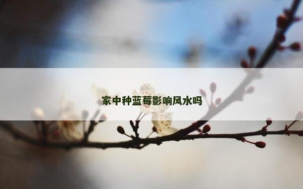 家中種藍莓影響風水嗎