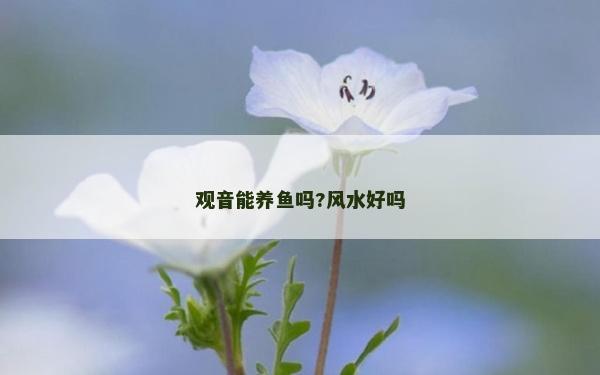 觀音能養(yǎng)魚嗎?風水好嗎