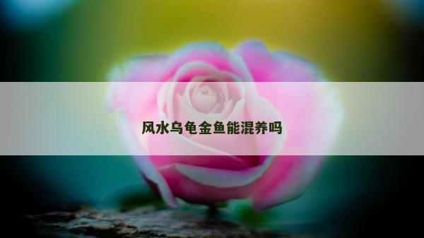 風水烏龜金魚能混養嗎