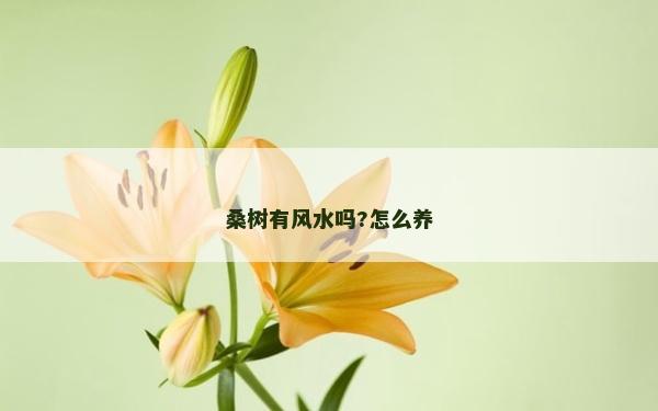 桑樹有風水嗎?怎么養