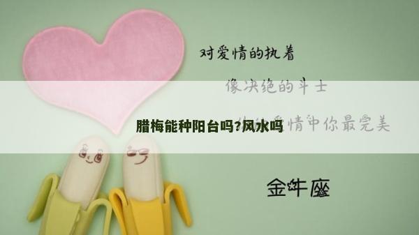 臘梅能種陽臺嗎?風水嗎