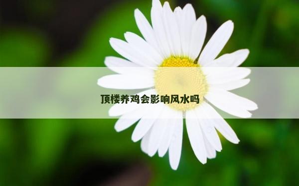 頂樓養雞會影響風水嗎