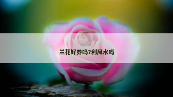 蘭花好養(yǎng)嗎?利風水嗎