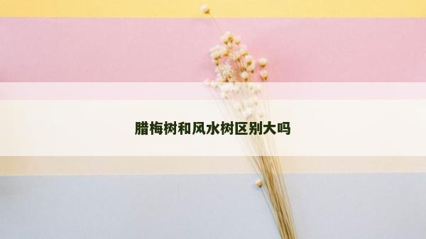 臘梅樹和風水樹區別大嗎 臘梅樹和風水樹區別大嗎