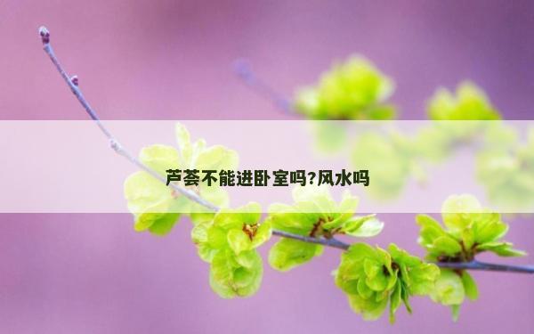蘆薈不能進臥室嗎?風水嗎
