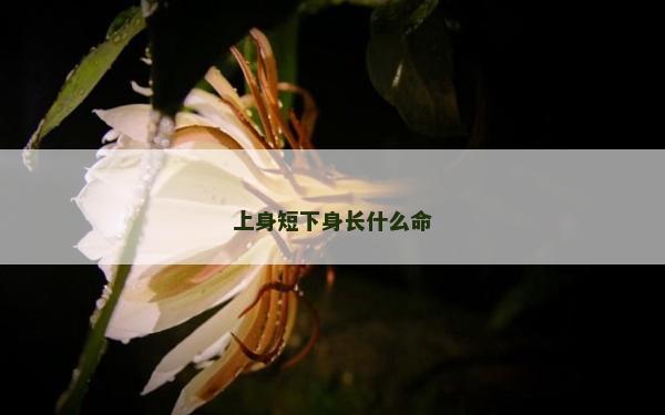 上身短下身長什么命 上身短下身長什么命