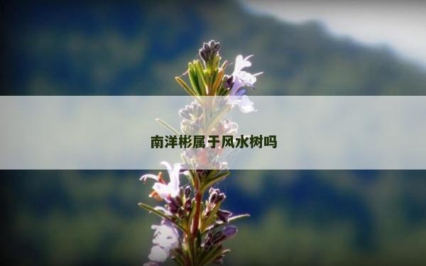 南洋彬?qū)儆陲L(fēng)水樹(shù)嗎