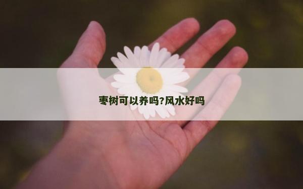棗樹可以養嗎?風水好嗎