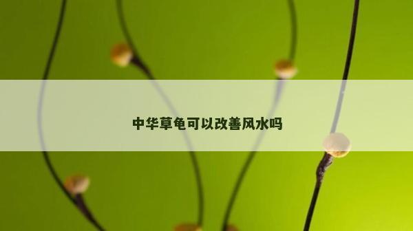 中華草龜可以改善風水嗎