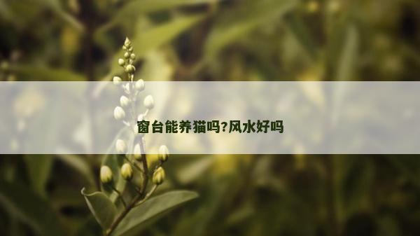 窗臺能養貓嗎?風水好嗎