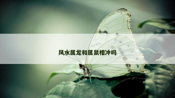 風水屬龍和屬鼠相沖嗎