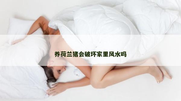 養(yǎng)荷蘭豬會(huì)破壞家里風(fēng)水嗎