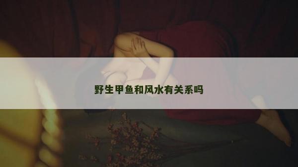 野生甲魚和風水有關系嗎