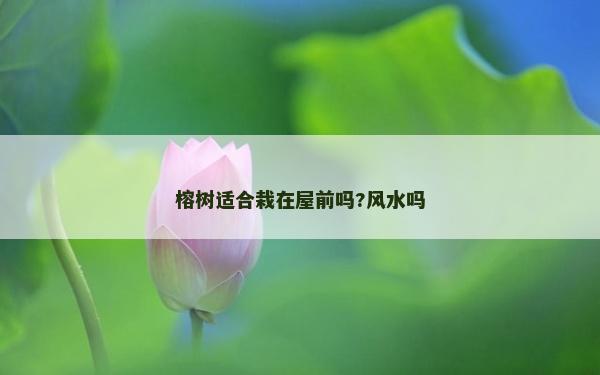 榕樹適合栽在屋前嗎?風水嗎
