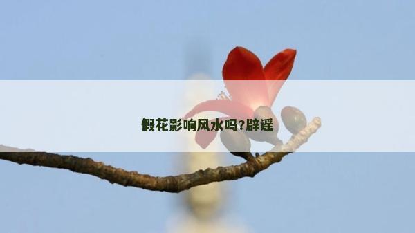 假花影響風水嗎?辟謠