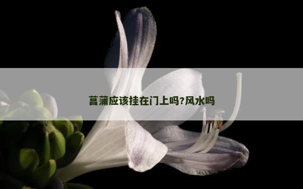 菖蒲應該掛在門上嗎?風水嗎 菖蒲應該掛在門上嗎?風水嗎