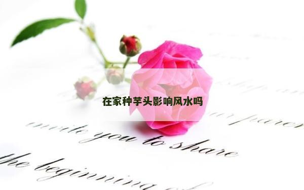 在家種芋頭影響風水嗎