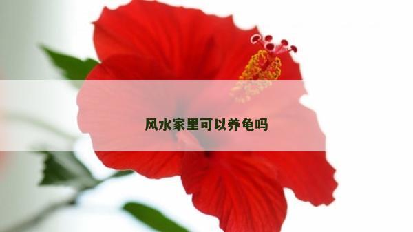 風水家里可以養(yǎng)龜嗎