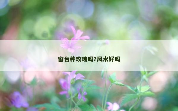 窗臺種玫瑰嗎?風水好嗎