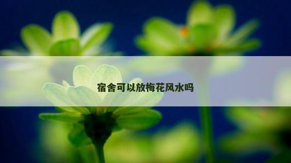 宿舍可以放梅花風水嗎
