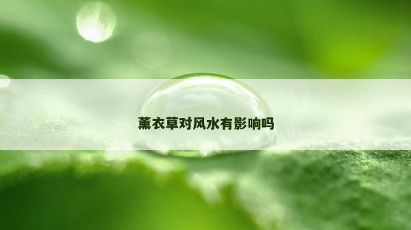 薰衣草對風水有影響嗎 薰衣草對風水有影響嗎