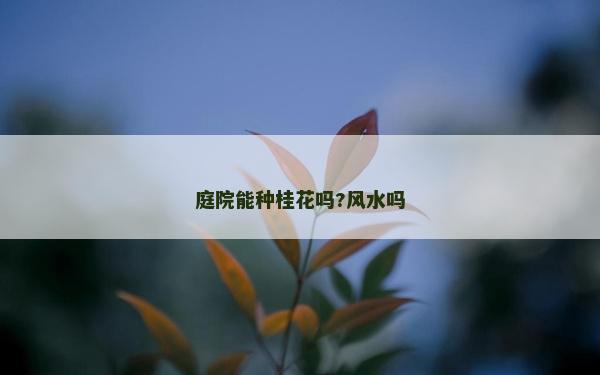 庭院能種桂花嗎?風(fēng)水嗎